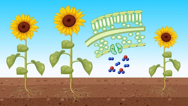 Słonecznik Pokazujący Ilustrację Komórki Liści — Wektor stockowy
