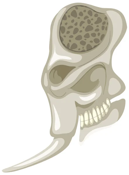 Squelette Éléphant Sur Fond Blanc Illustration — Image vectorielle