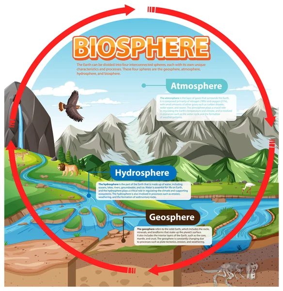Biosphere Ecology Infographic Learning Illustration — Stock Vector
