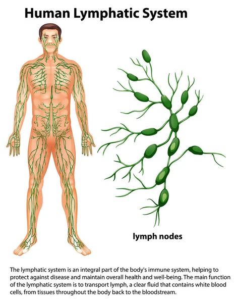 Human Lymphatic System Explanation Illustration — Stock Vector