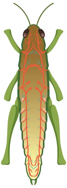 Anatomy Grasshopper White Background Illustration — Stock Vector