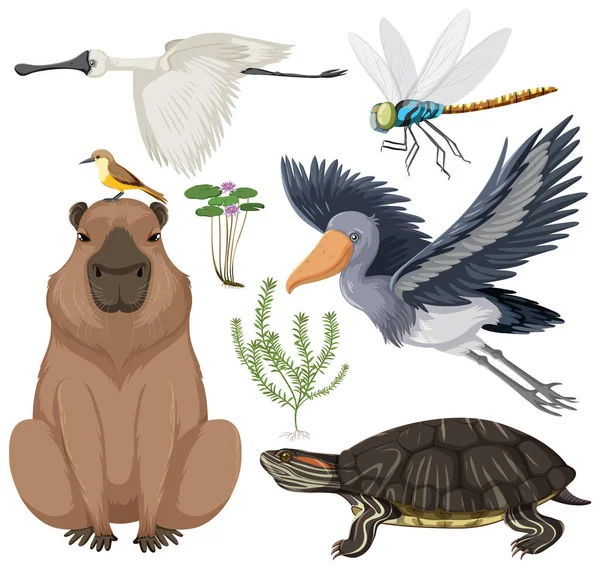 様々な湿地動物コレクションイラスト — ストックベクタ