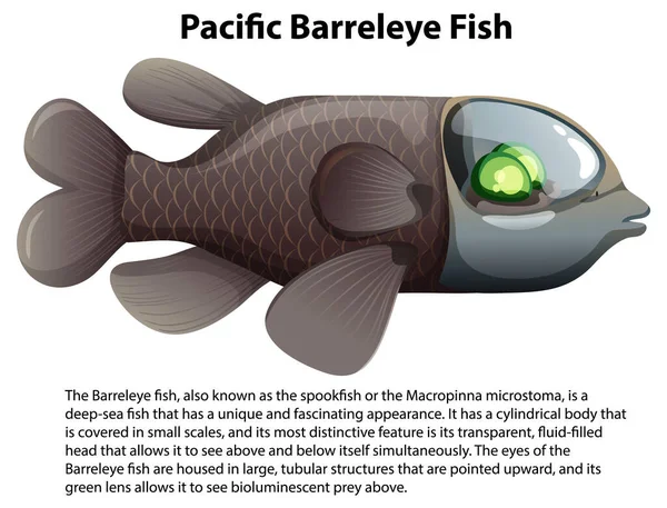 Pacific Barreleye Hal Informatív Szöveg Illusztráció — Stock Vector