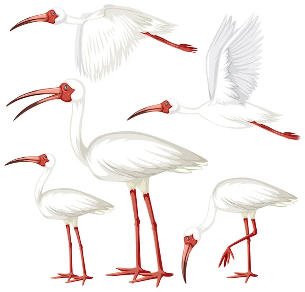 Kolekcja Ptaków Ibis Stylu Kreskówek Ilustracja — Wektor stockowy