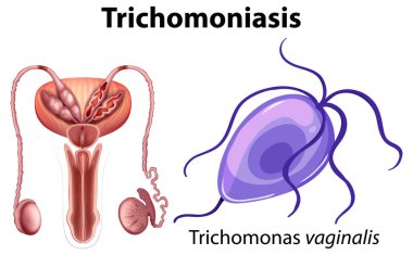 Trichomonas vaginalis on white background illustration clipart
