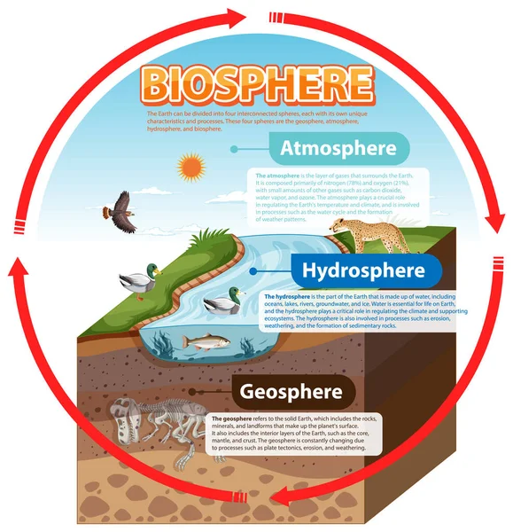 Biosphere Ecology Infographic Learning Illustration — Stock Vector