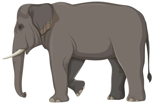 Concetto Anatomia Elefante Illustrazione Dell Educazione Scientifica — Vettoriale Stock