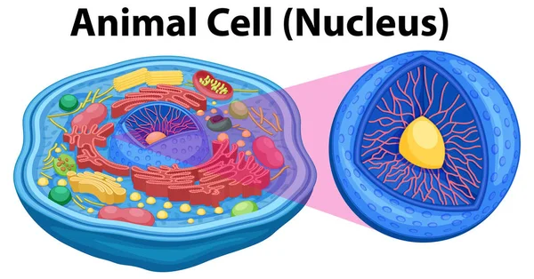 Тваринна Клітина Анатомія Структура Діаграма Ілюстрація — стоковий вектор