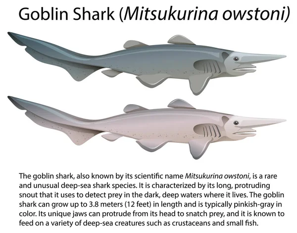 Rekin Goblinowy Mitsukurina Owstoni Ilustracją Tekstu Informacyjnego — Wektor stockowy