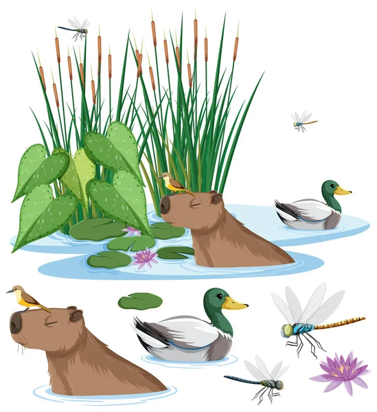 Capybara Kachna Rybníku Ilustrace — Stockový vektor
