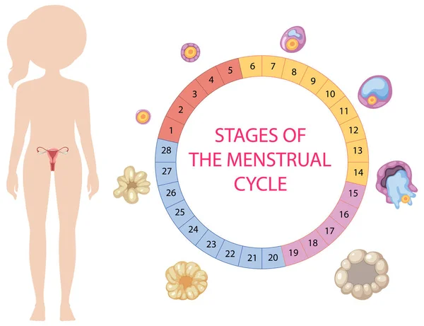 Infografía Las Etapas Del Ciclo Menstrual Ilustración — Vector de stock