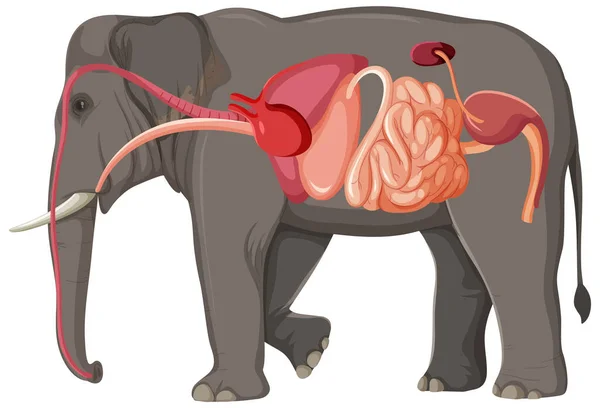 Elephant Anatomy Concept Science Education Illustration — Vector de stock