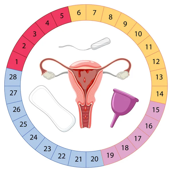 Etapy Menstruačního Cyklu Ilustrace — Stockový vektor