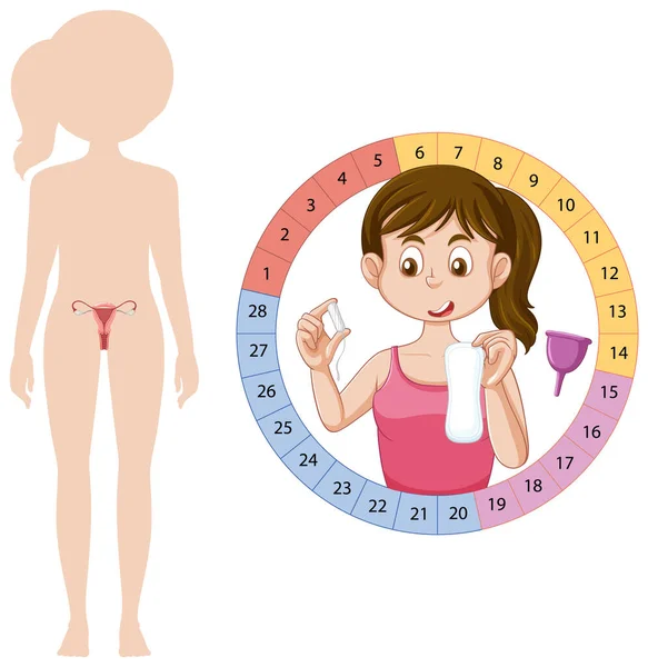 Penggambaran Siklus Menstruasi - Stok Vektor
