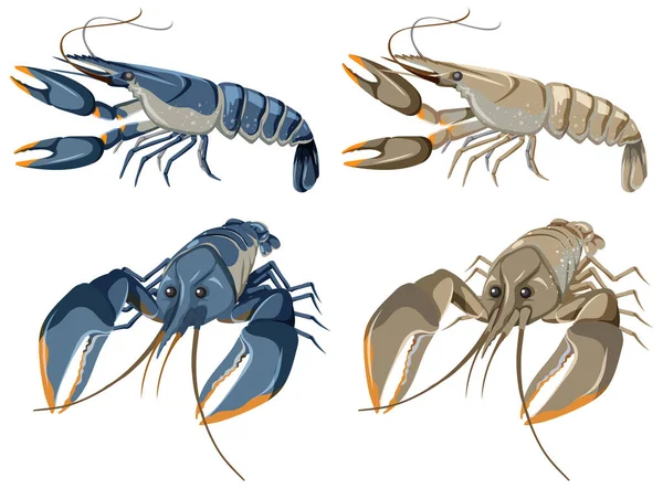 Set Dari Ilustrasi Terisolasi Lobster - Stok Vektor