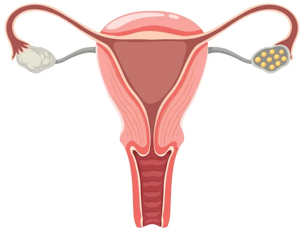 子宮と卵巣のイラスト — ストックベクタ