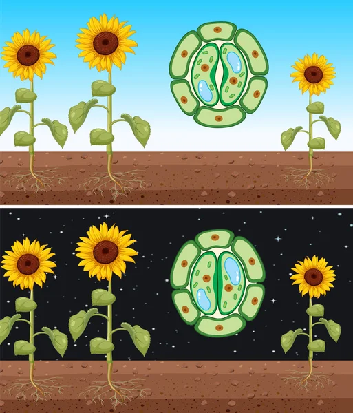 Sonnenblume Mit Close Open Stomata Vector Illustration — Stockvektor