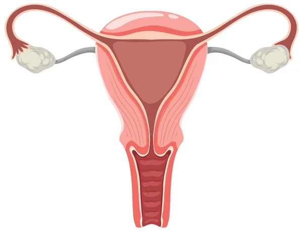 子宮と卵巣のイラスト — ストックベクタ