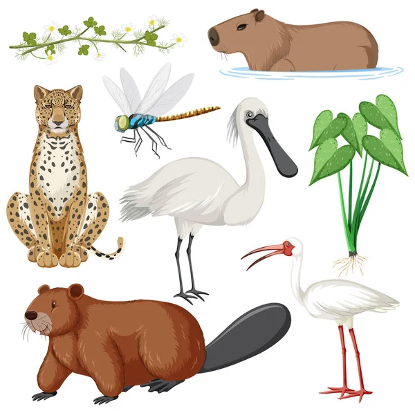 Diversos Animales Humedales Colección Ilustración — Vector de stock