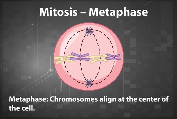 Proceso Metafase Mitosis Con Ilustración Explicaciones — Vector de stock
