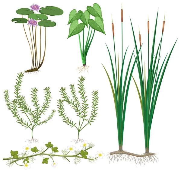 Různé Mokřadní Rostliny Sbírka Ilustrace — Stockový vektor