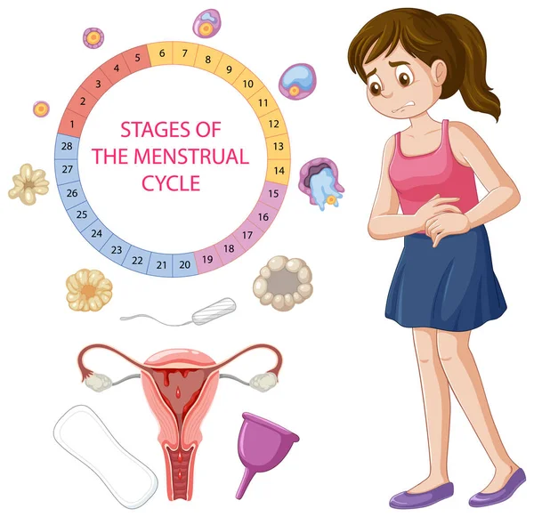 Infografis Tahapan Ilustrasi Siklus Menstruasi - Stok Vektor