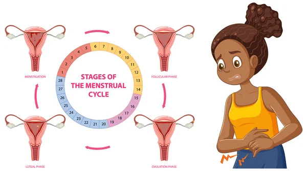 Etapas Del Concepto Ciclo Menstrual Ilustración — Archivo Imágenes Vectoriales
