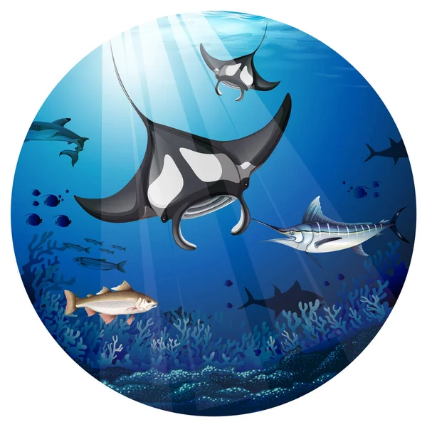 Manta Ray Pływanie Oceanie Ilustracji — Wektor stockowy