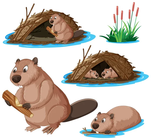 Set Beaver Cartoon Character Illustration — Stock Vector