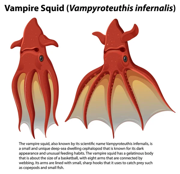 Calamaro Vampiro Vampyroteuthis Infernalis Con Illustrazione Testo Informativo — Vettoriale Stock