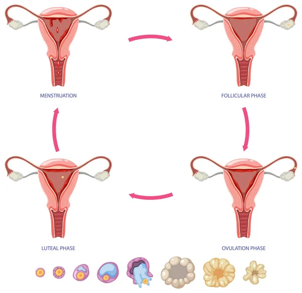 Penggambaran Siklus Menstruasi - Stok Vektor