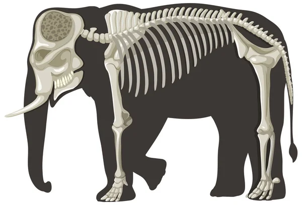Elefantenanatomie Konzept Für Den Naturwissenschaftlichen Unterricht Illustration — Stockvektor