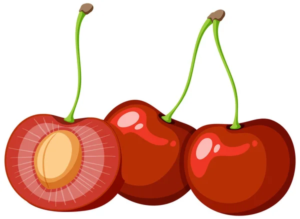 赤い桜断面ベクトル図 — ストックベクタ