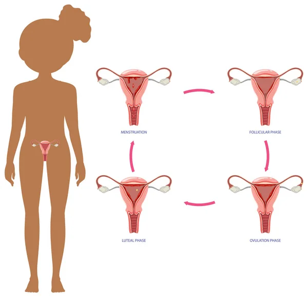 Etapper Menstruationscykeln Begreppet Illustration — Stock vektor