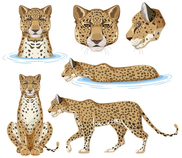 Set Van Cheetah Wildlife Dieren Illustratie — Stockvector