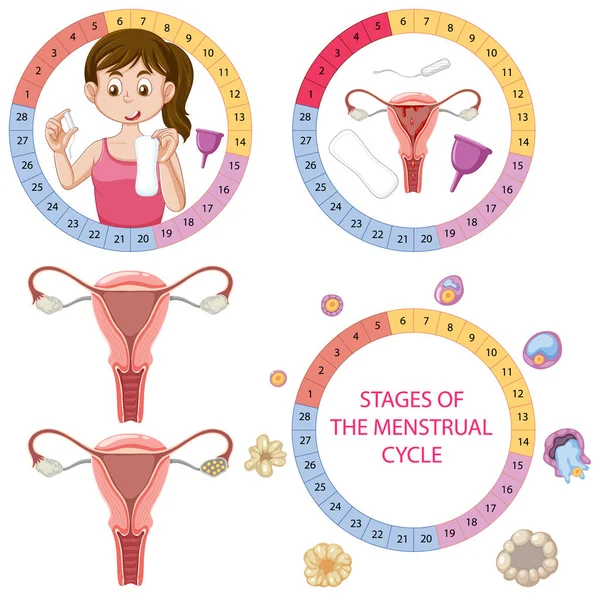 Infográfico Das Etapas Ciclo Menstrual Ilustração — Vetor de Stock