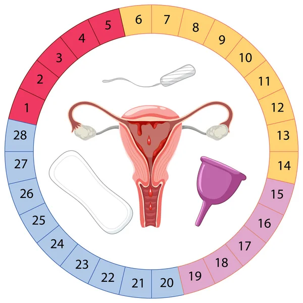 Etapas Ilustração Ciclo Menstrual — Vetor de Stock