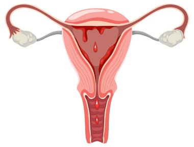 The Womb and Ovaries with Blood illustration clipart