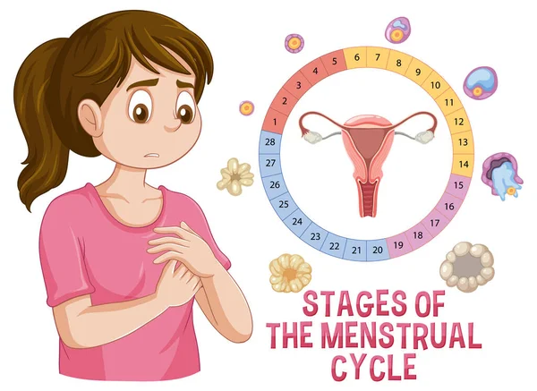 Stages Menstrual Cycle Illustration — Stock Vector
