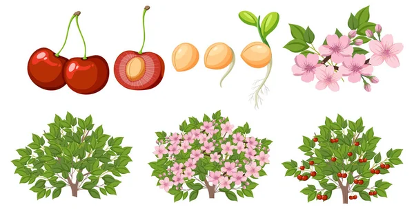 樱桃树的生命周期说明 — 图库矢量图片