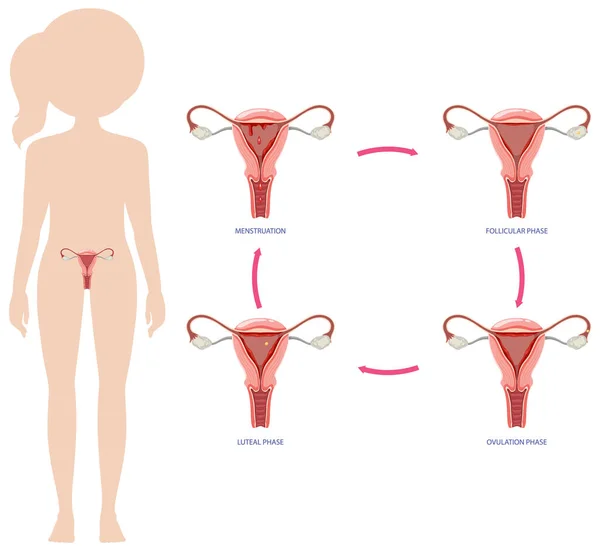 Infografik Över Stadier Menstruationscykeln Illustration — Stock vektor