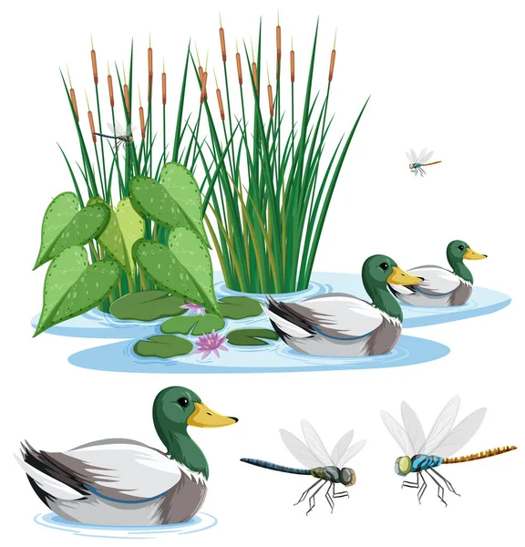 鸭用蜻蜓图解在池塘里游泳 — 图库矢量图片