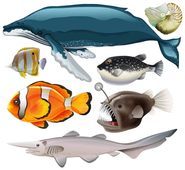 Deniz Hayvanları Vektör Koleksiyonu Illüstrasyonu — Stok Vektör