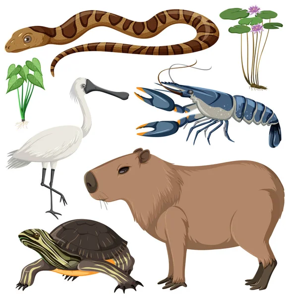 Various Wetland Animals Collection Illustration — Stock Vector