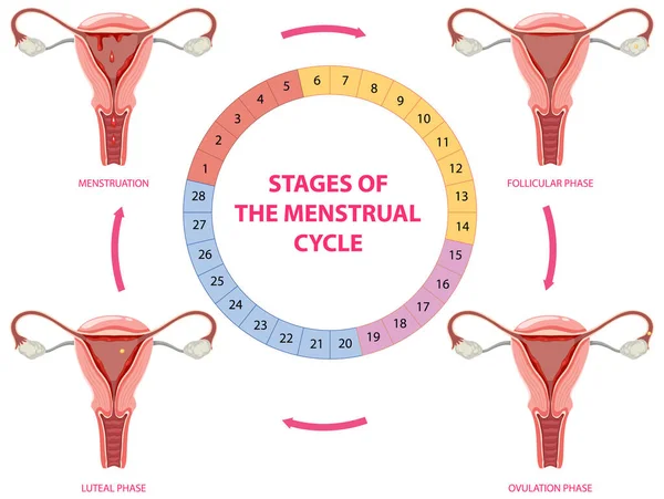 Etapper Menstruationscykeln Illustration — Stock vektor