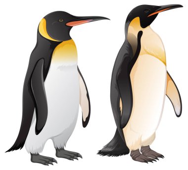 Set of penguins in different species illustration clipart