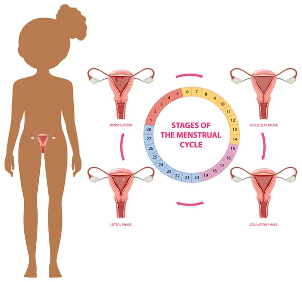 Etapas Del Concepto Ciclo Menstrual Ilustración — Vector de stock