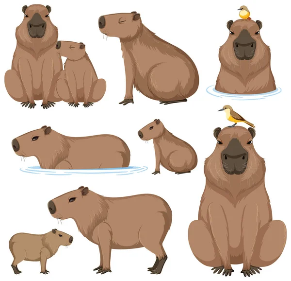 Mignon Dessin Animé Capybara Collection Illustration — Image vectorielle