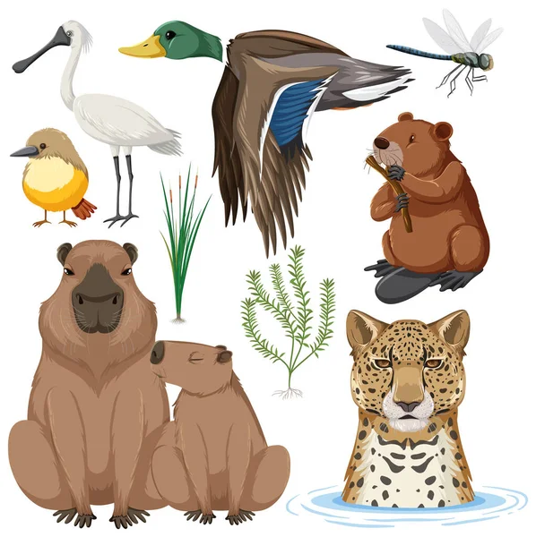 Διάφορα Ζώα Υγροτόπων Συλλογή Εικονογράφηση — Διανυσματικό Αρχείο