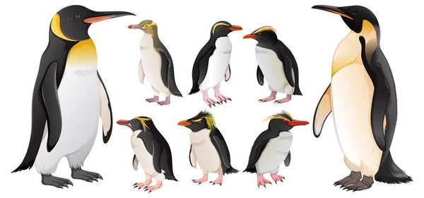 Набор Пингвинов Различных Видах Иллюстраций — стоковый вектор